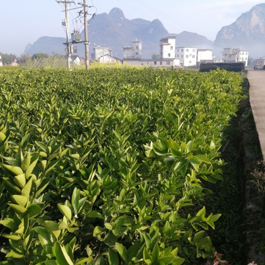 荔浦市夏橙树苗 大量供应夏橙苗阿尔及利亚