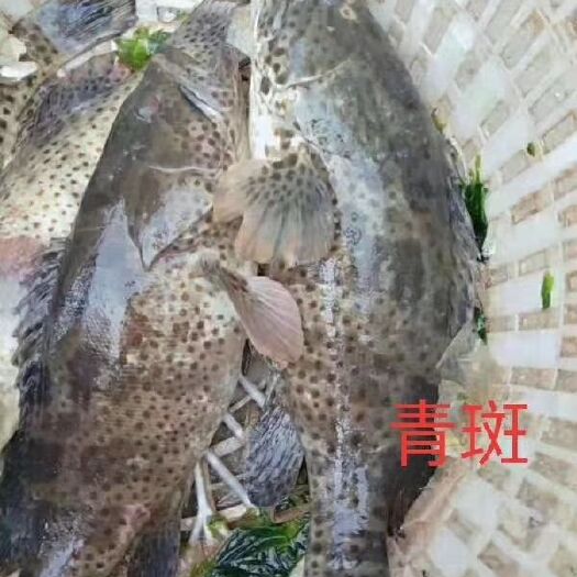 漳浦县 石斑鱼大量批发价格可以商量