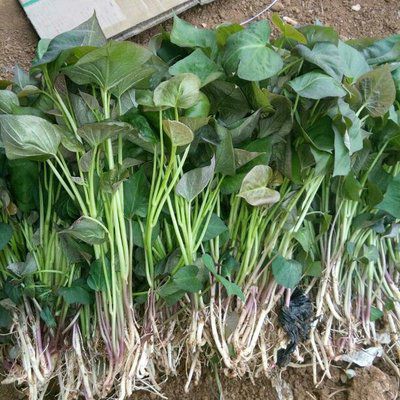 烟薯25号红薯苗