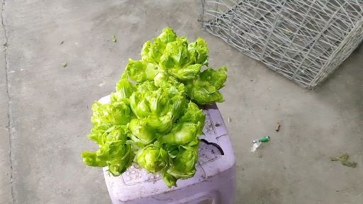 遵义 高品质绿色儿菜