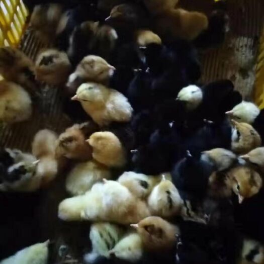 广州 麻羽高产绿壳蛋鸡苗