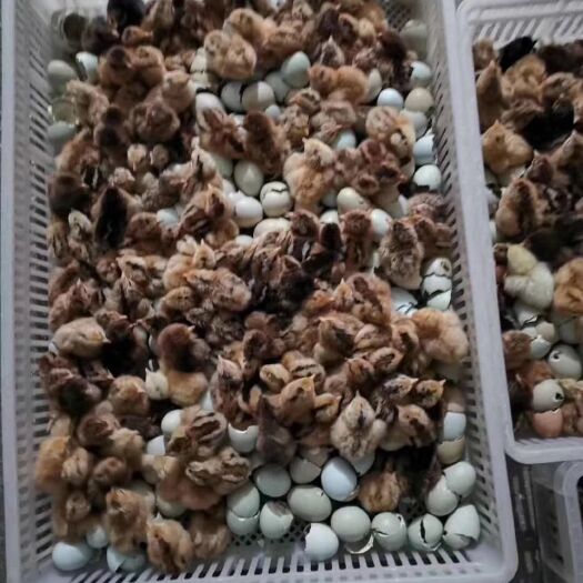 广州 麻羽高产绿壳蛋鸡苗 麻羽绿壳蛋 绿壳率高95% 包运输