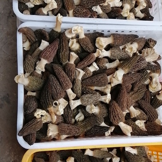 金堂县羊肚菌菌种 羊肚菌