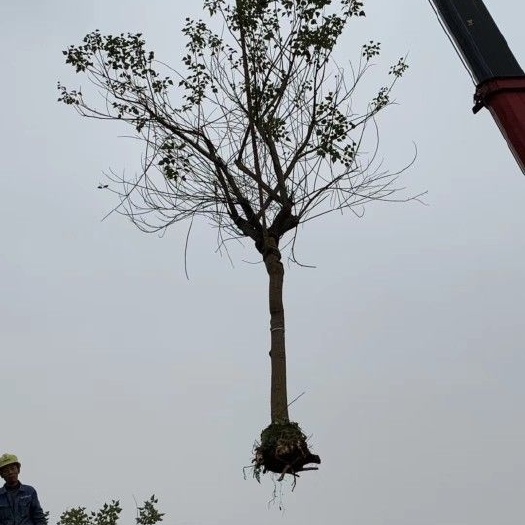供应8-20公分象牙红，龙牙花