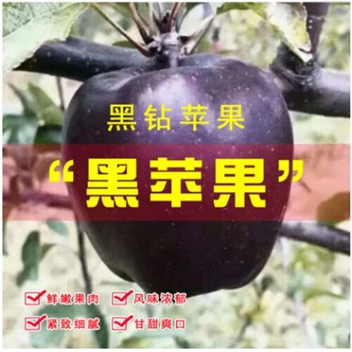 平邑县黑钻苹果树苗 十月份成熟，高产量，新品种。口感脆甜。