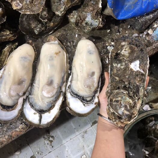 雷州市湛江牡蛎 湛江特大生蚝大中小