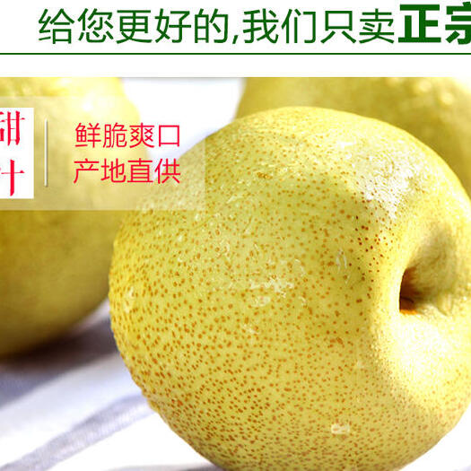 砀山县砀山酥梨黄河两岸百年老梨树结果子四季供应