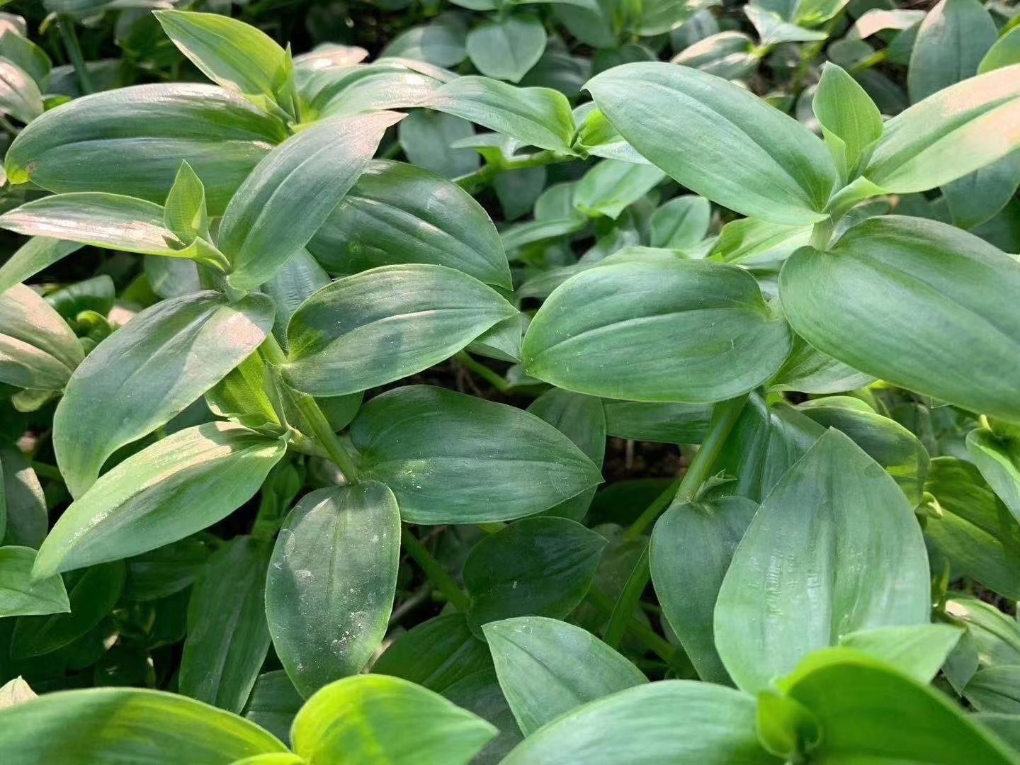  石斛苗翡翠石斛苗特菜