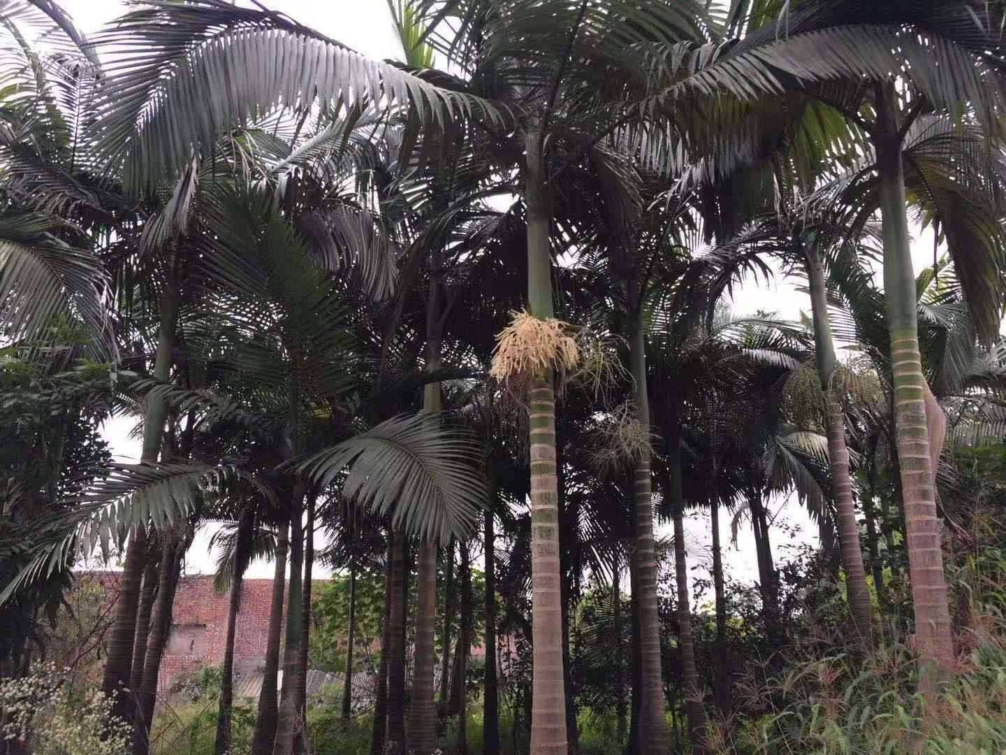 造型假槟榔树 供应3~8米高假槟榔