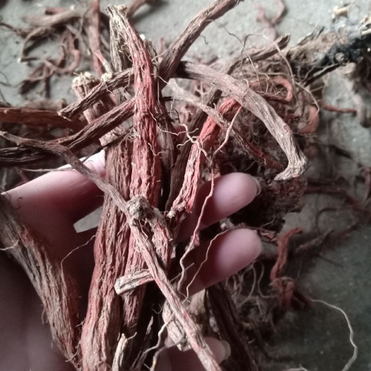 丹参 十年老紫花丹参净拒绝农药产地批发
煮水泡茶喝着放心