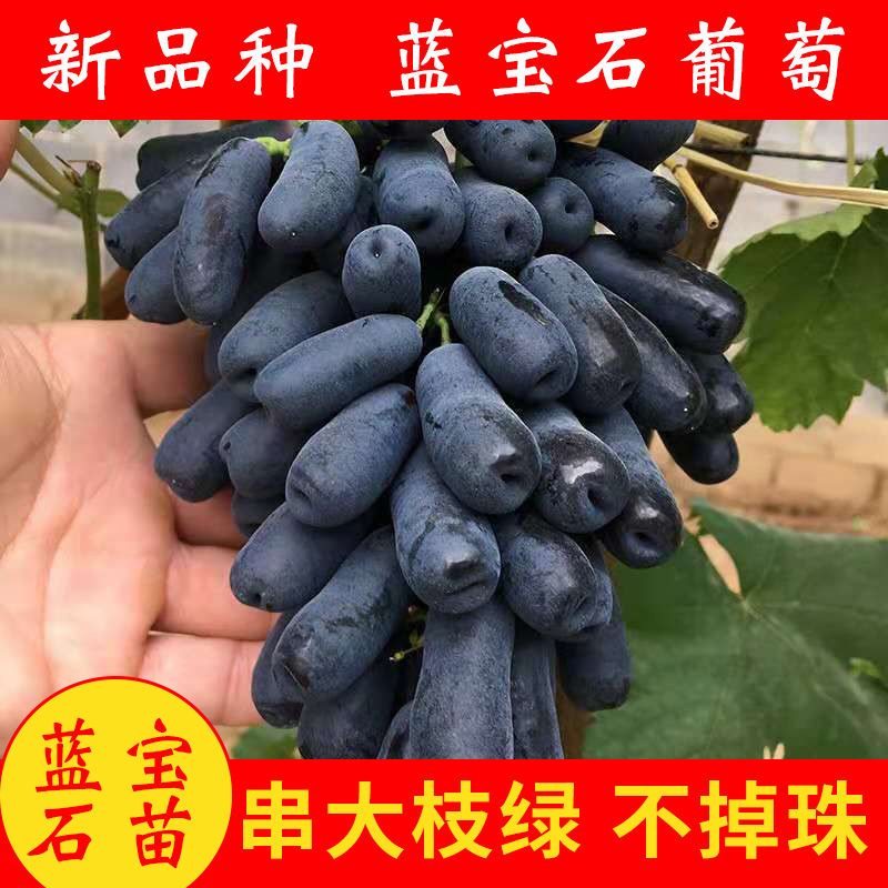 蓝宝石葡萄苗 中熟品种，八月份成熟，不落粒。甜度高