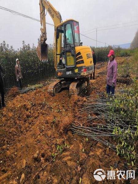 柱状苹果苗 可高度集中栽培每亩1000-1100株比常规苹果品种节约土地