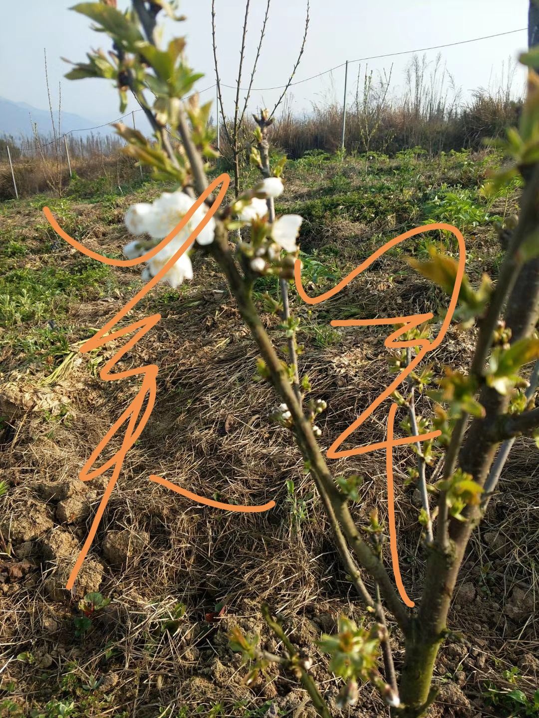 俄罗斯8号樱桃苗  吉塞拉矮化砧木嫁接俄罗斯八号大樱桃