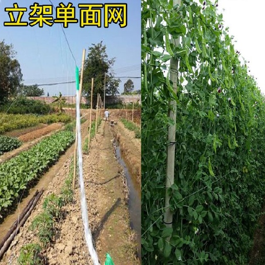 无棣县厂家直销爬藤网豆角网黄瓜丝瓜网吊瓜网植物攀爬网