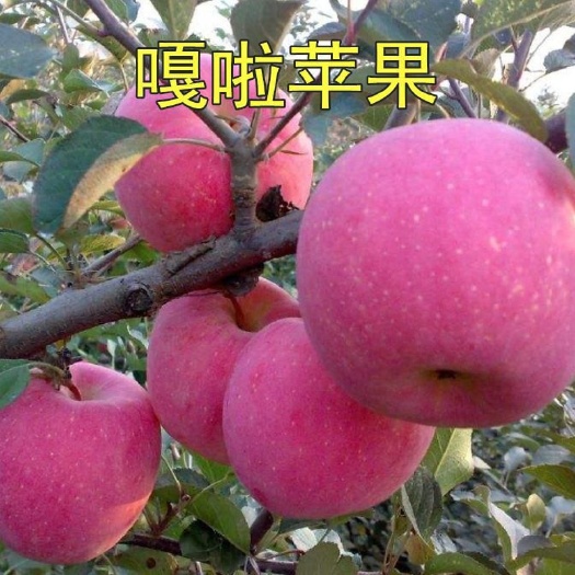 平邑县嘎啦苹果苗 九月份成熟，单果重150克左右。甜度高，高丰产