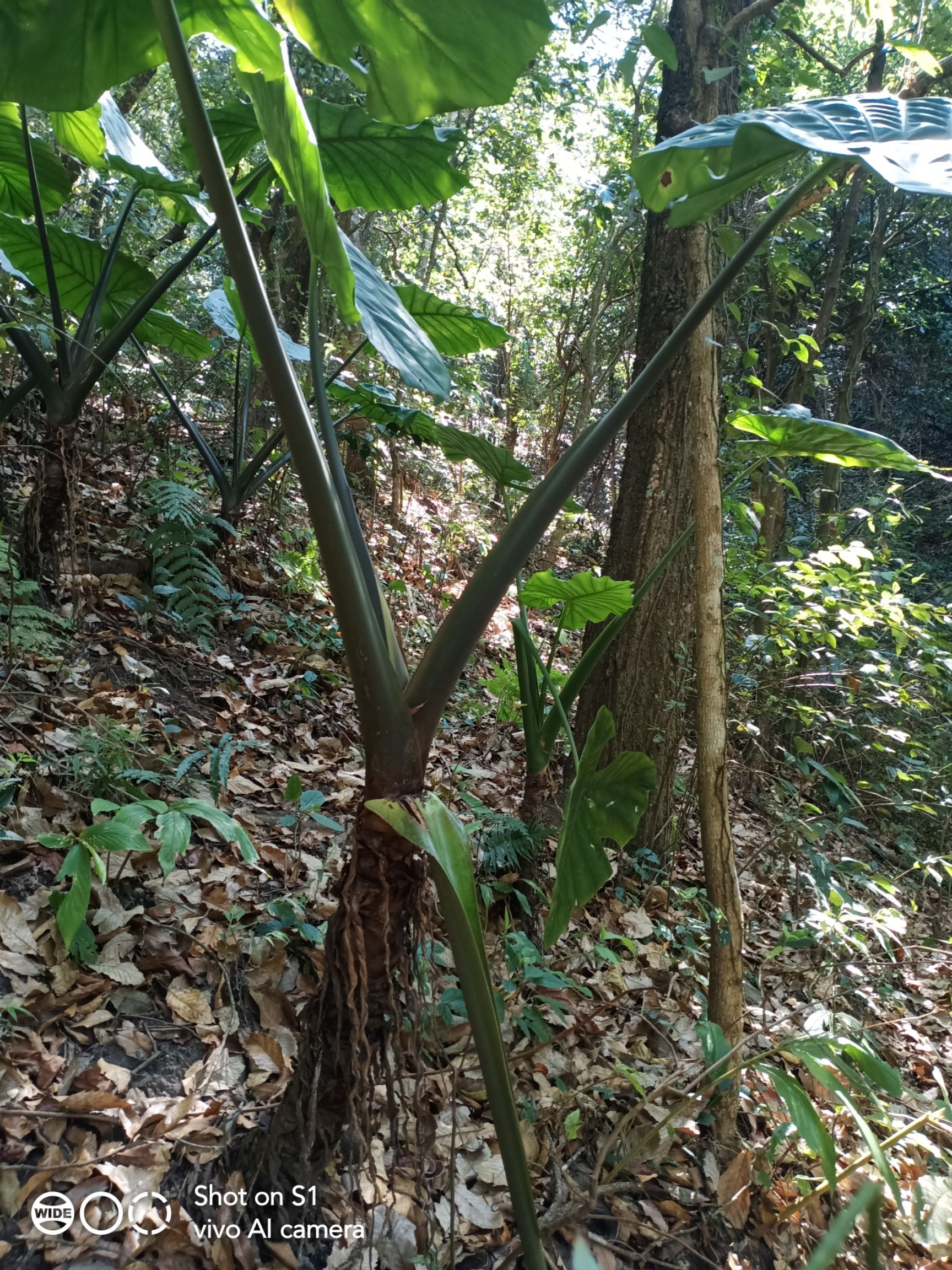 滴水观音种芋 滴水观音可以盆栽也有一定的价值有清热，消肿