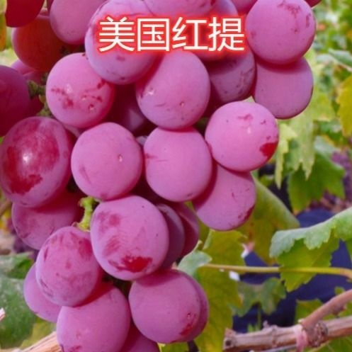 平邑县美国红提苗 美国红提子自家育苗品种纯度高南北方均能种植包成活