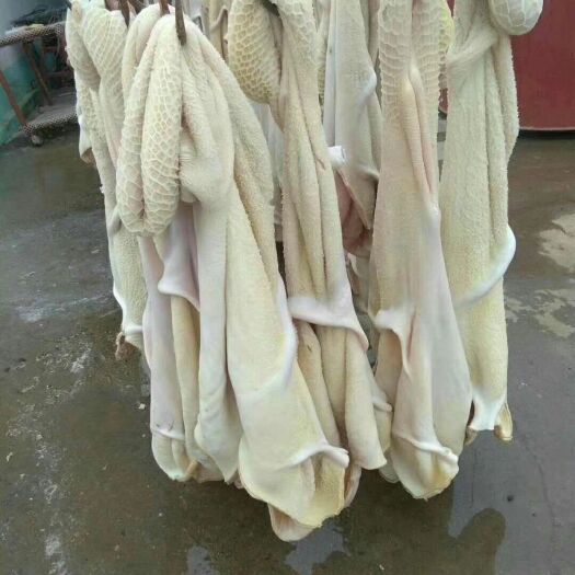 阳信县 半成品牛肚