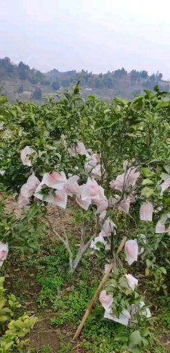 资阳 本村的丑柑   耙耙柑