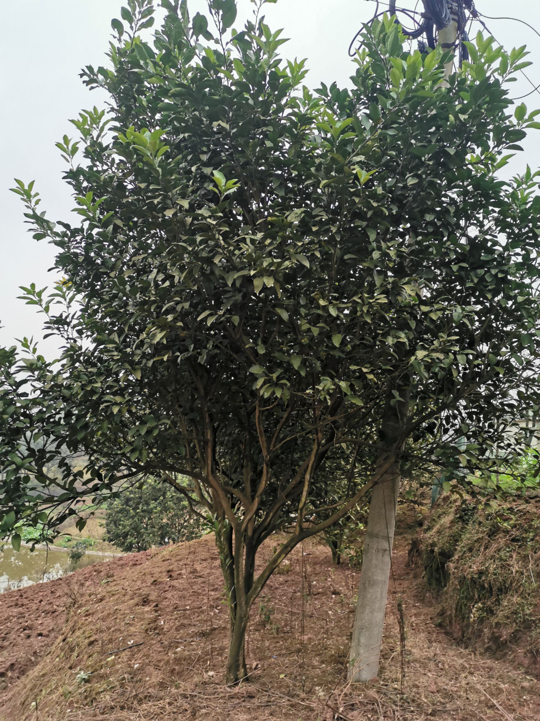 普通柚树苗 供应10-20公分柚子，香泡