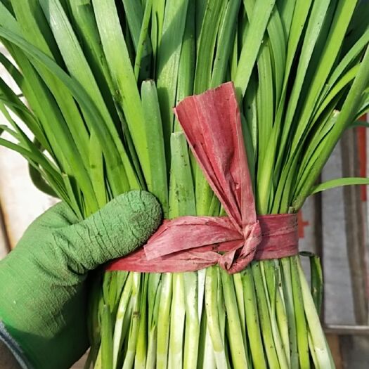 昌黎县大叶韭菜 二茬
