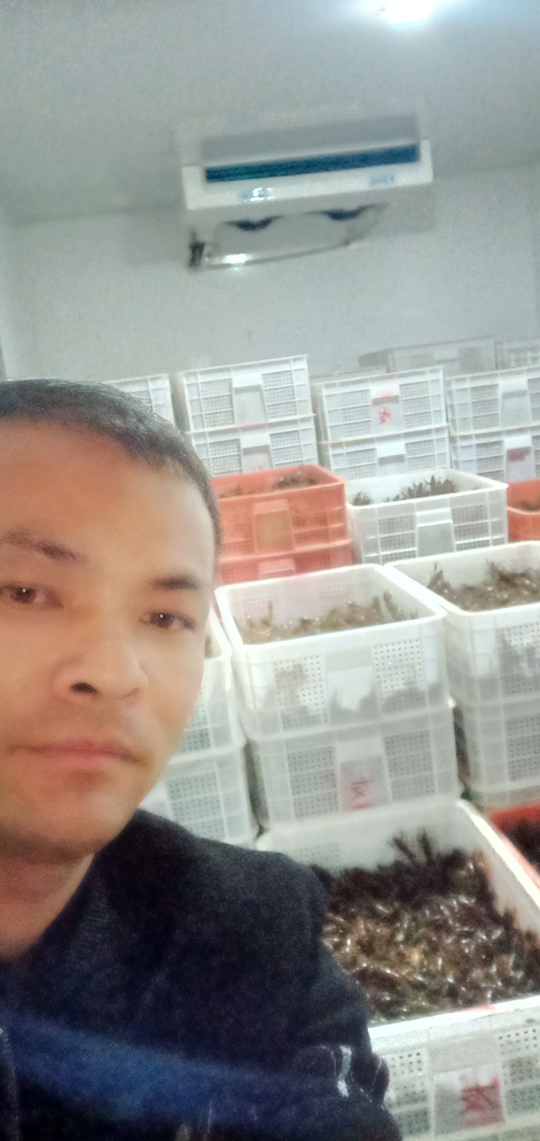 小龙虾苗  (80--120尾)小虾苗！現捞現发基地直供，
