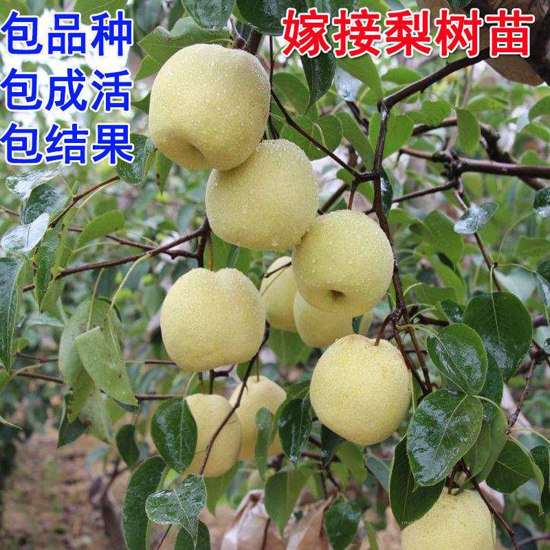 皇冠梨苗 七月份成熟，早熟品种，单果重380克，甜度高。