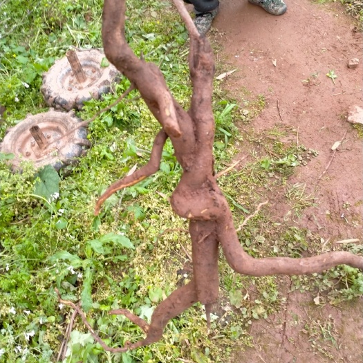 宜宾景观盆栽 精美有型，怀孕婆精弾子，