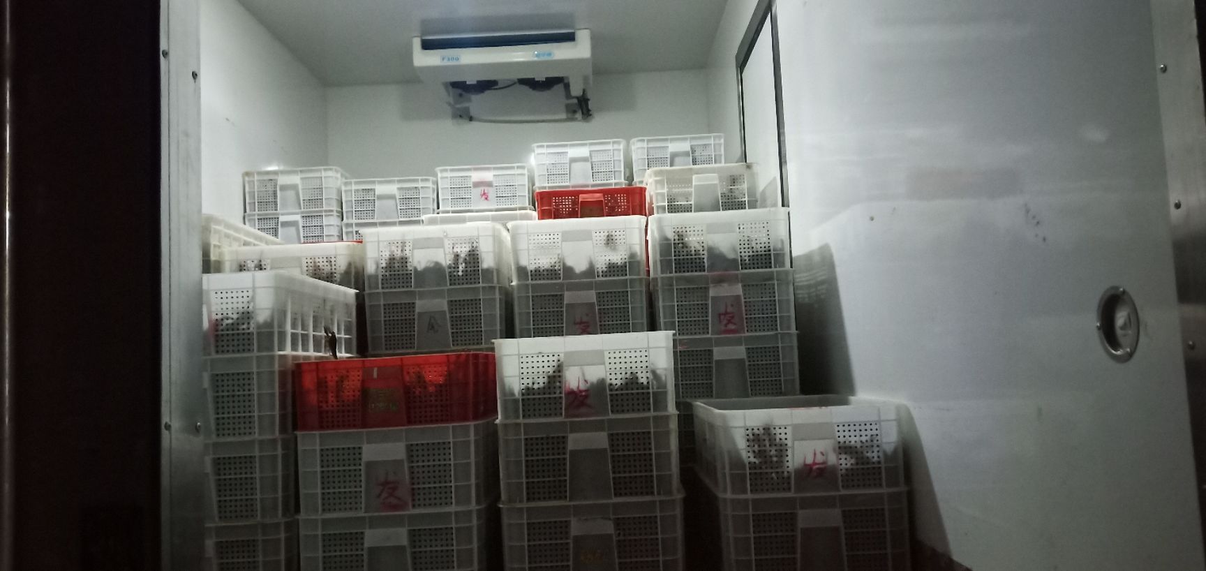 小龙虾苗  (80--120尾)小虾苗！現捞現发基地直供，