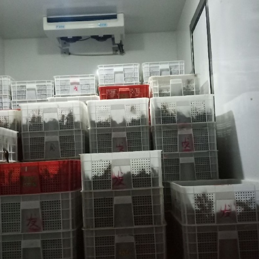 监利市小龙虾苗  (130--200尾)小虾苗！現捞現发基地直供，