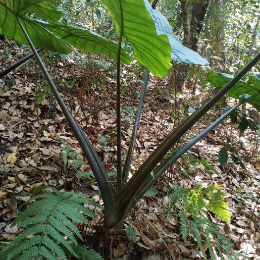 盈江县滴水观音种芋  海芋