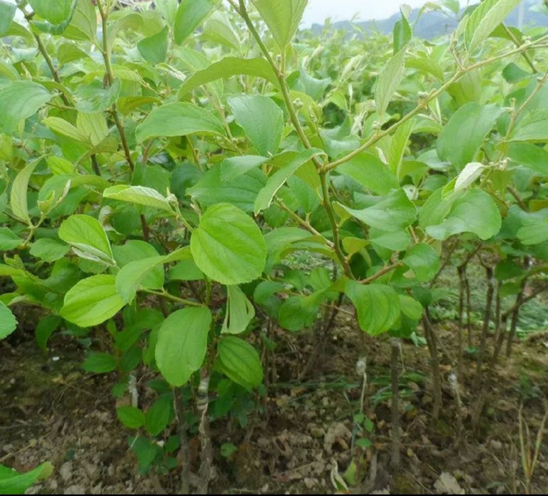 大青棗苗 南北方種植 基地直發(fā) 帶土帶葉  廣西發(fā)貨