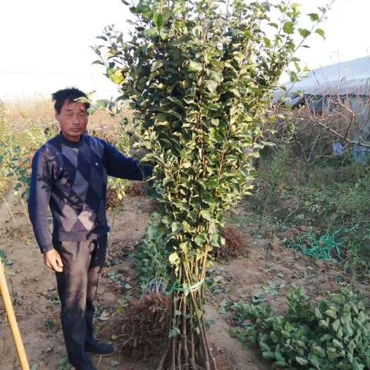 冠县 大量供应梨树苗苹果树苗桃树苗