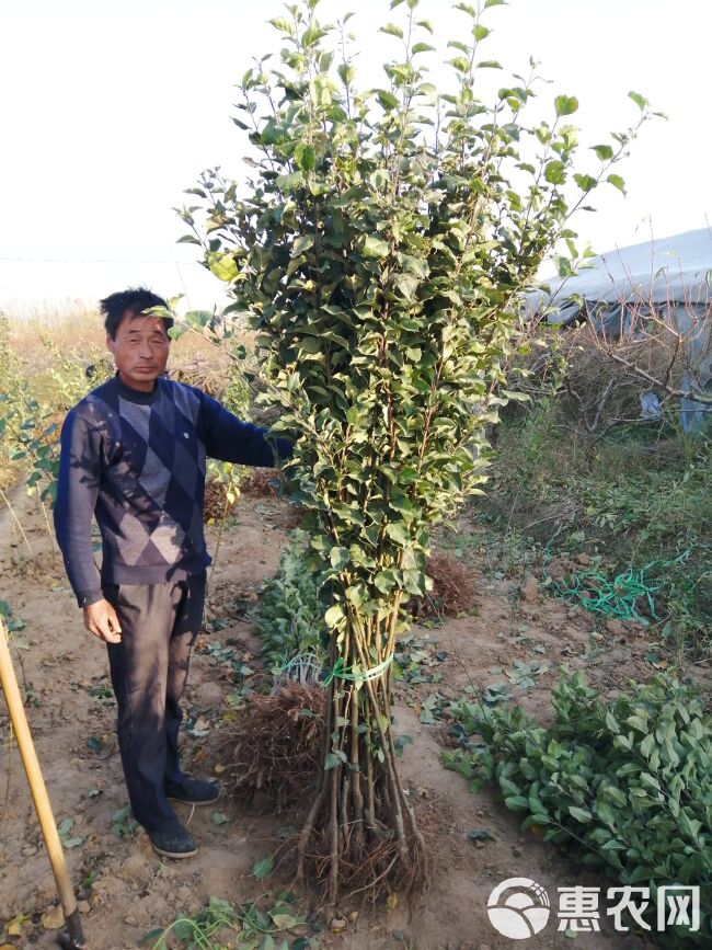  大量供应梨树苗苹果树苗桃树苗