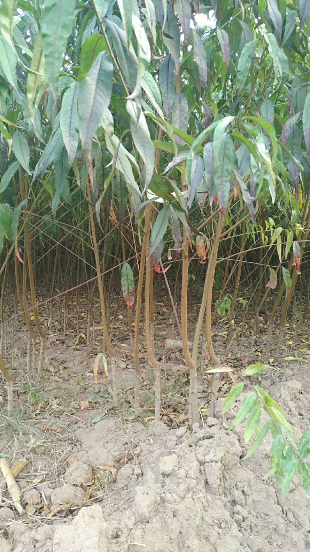 水蜜桃苗  桃树苗