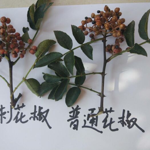 新乡县 无刺花椒苗