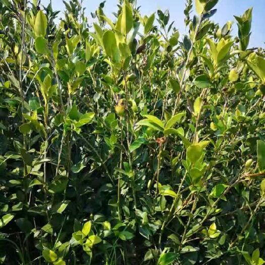 攸县湘林系列 油茶苗，2年生高产嫁接油茶苗30公分起