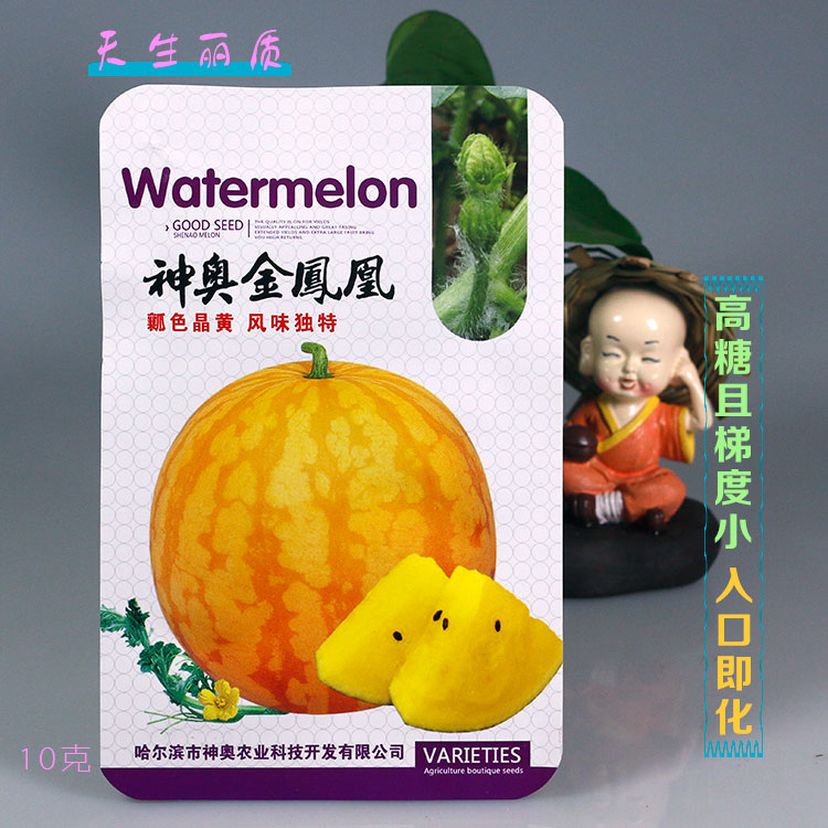 黄皮黄瓤西瓜种子高端礼品瓜早熟超甜神奥金凤凰皮薄水果金黄春季