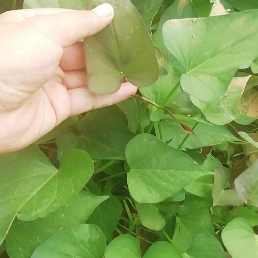 辉县市济薯26号红薯苗 济薯26红薯苗 济26红薯苗 地瓜苗  种苗 红薯苗