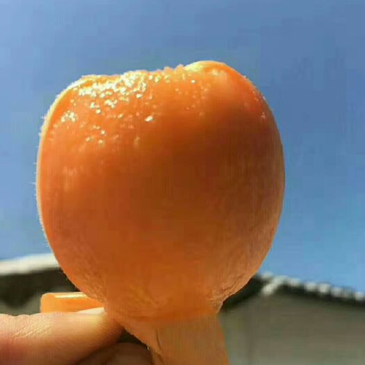 德昌县 大凉山阳光枇杷