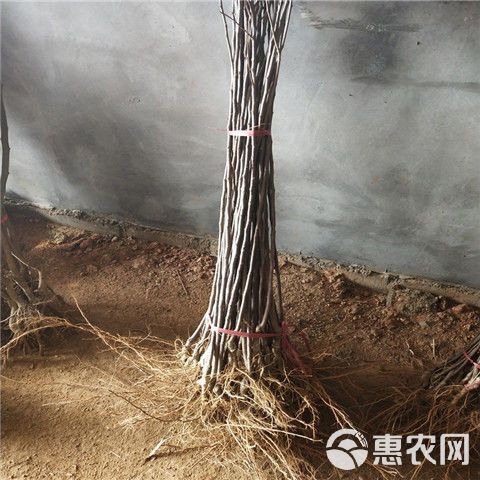 冰糖心苹果苗 晚熟品种，十月份成熟，甜度19度。