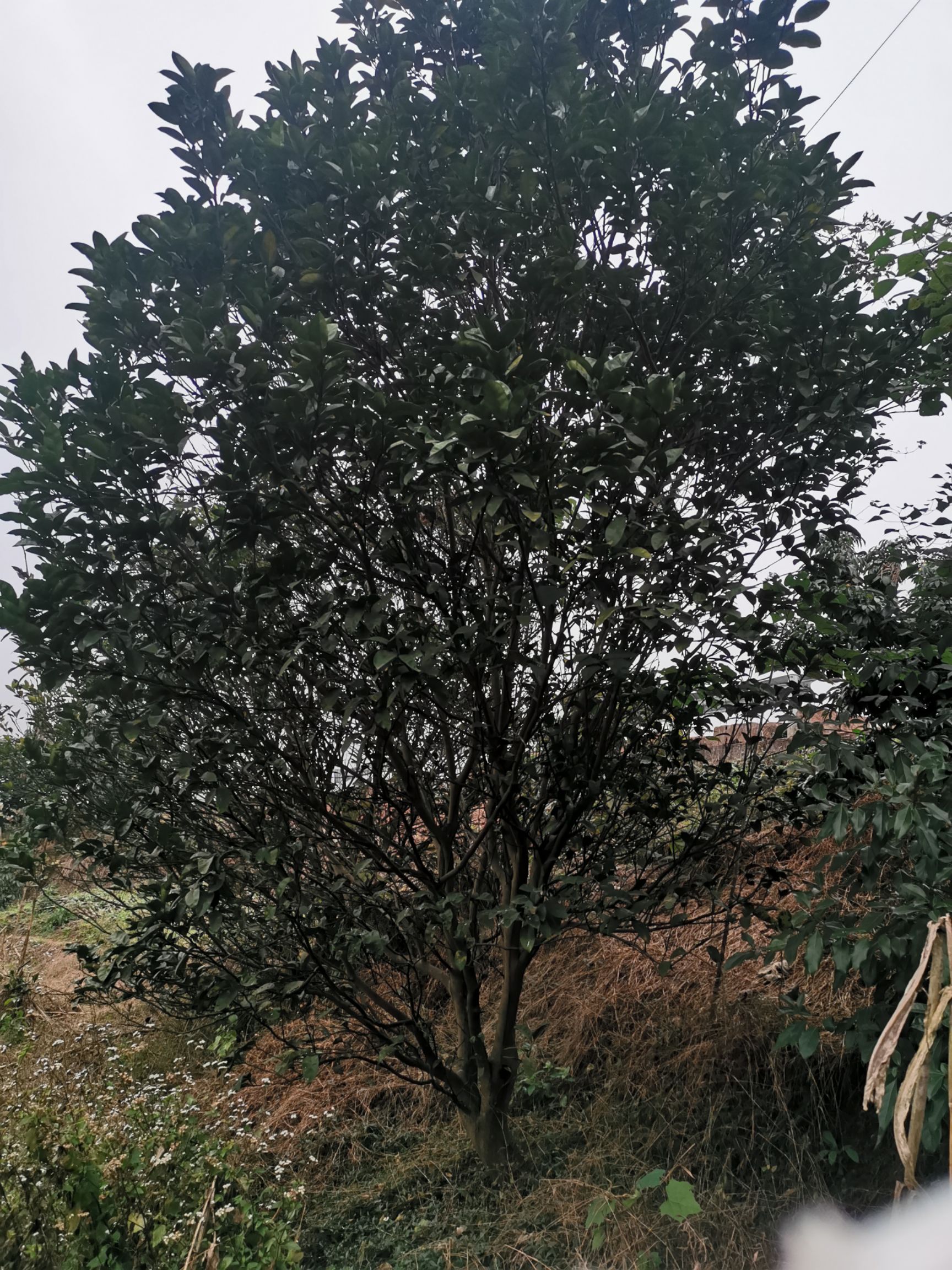 普通柚树苗 供应10-20公分柚子，香泡