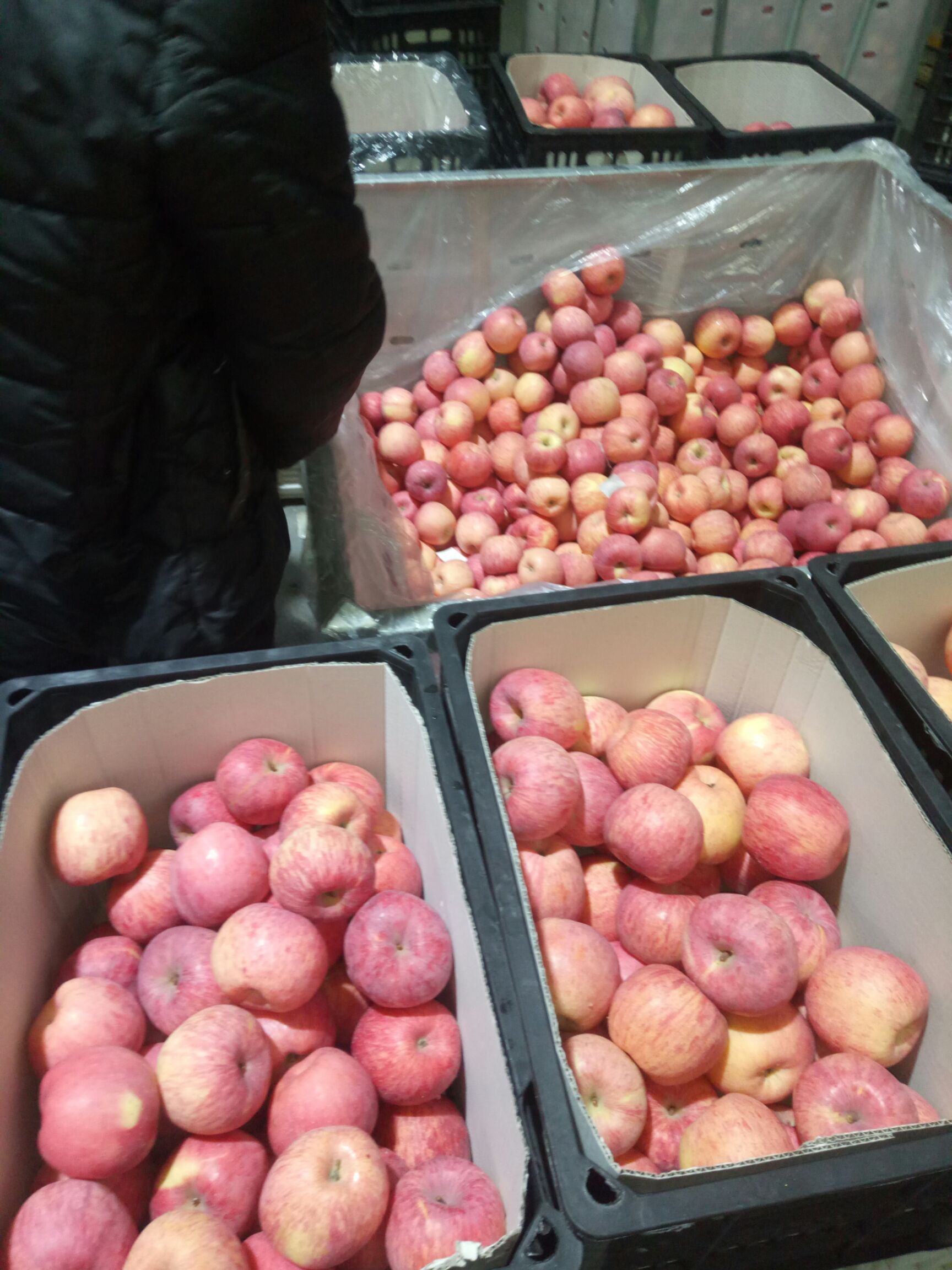 水晶富士 大量冷库现货