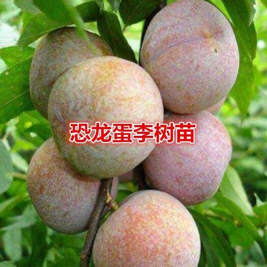 平邑县恐龙蛋李子苗 八月份成熟，单果重125克，甜度高，高丰产