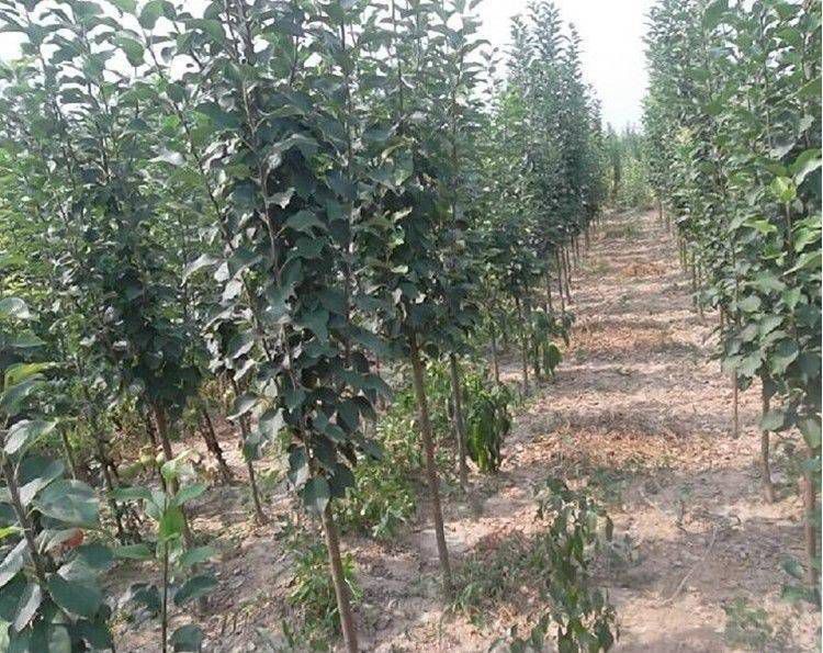 皇冠梨苗 七月份成熟，早熟品种，单果重380克，甜度高。