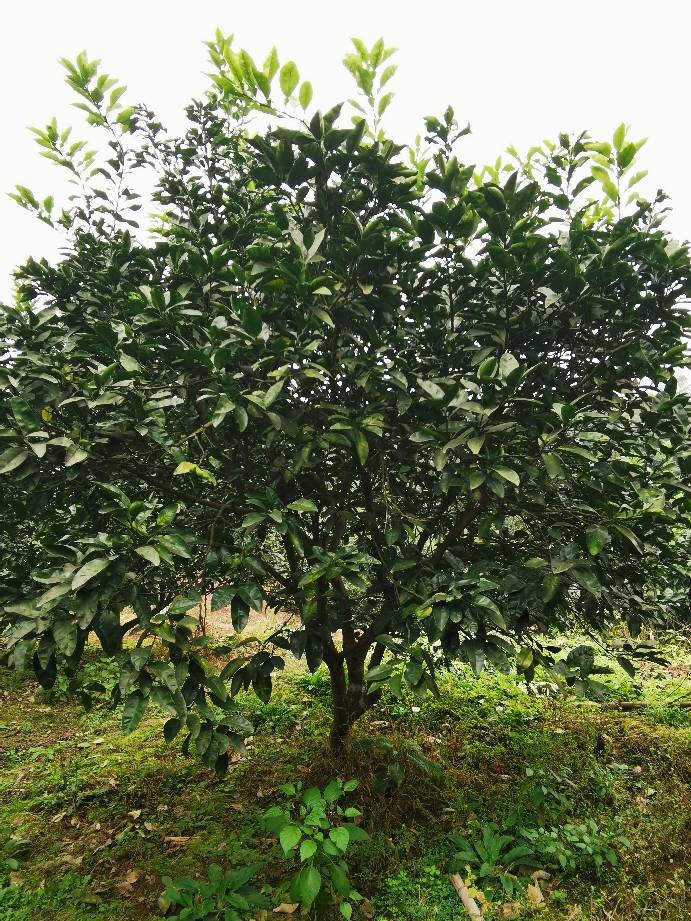普通柚树苗 供应10-20公分柚子，香泡