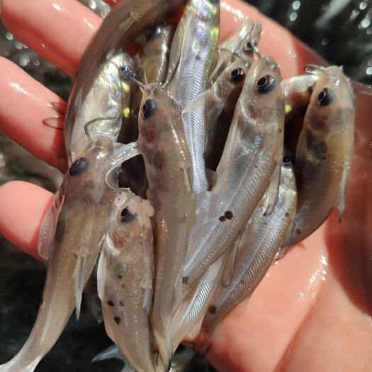 钳鱼苗  欢迎下单订购斑点叉尾鮰鱼苗