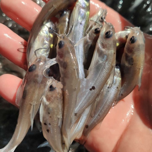 眉山钳鱼苗  欢迎下单订购斑点叉尾鮰鱼苗