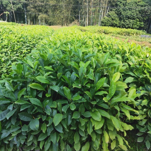 火力楠木苗 火力楠、火力楠批发、火力楠杯苗