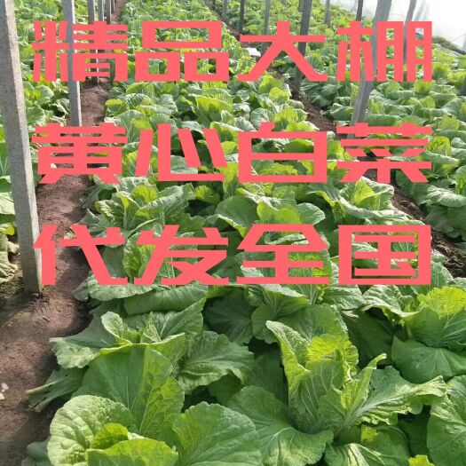 青州市 ♥️ 山东青州万亩大棚白菜♥️三月大量上市供应